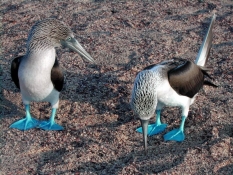 Blue-footed Boobies from the Galapagos