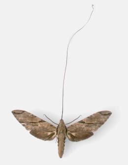 Darwin's Hawk moth