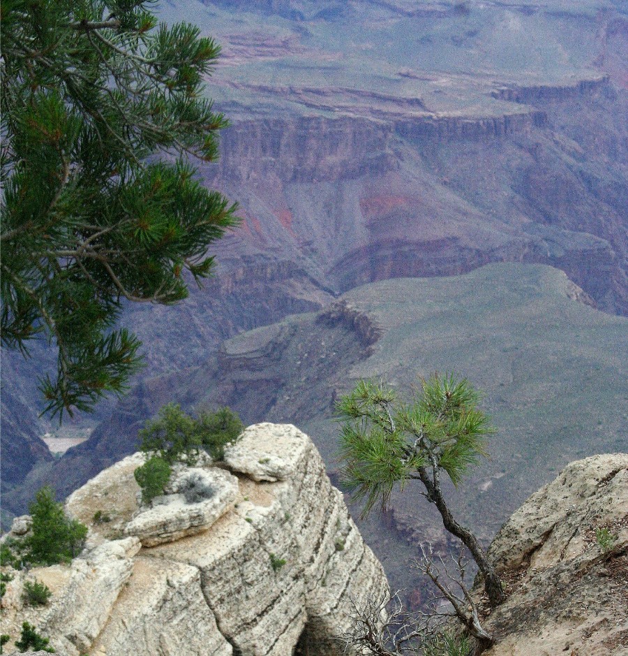 tree Grand Canyon
