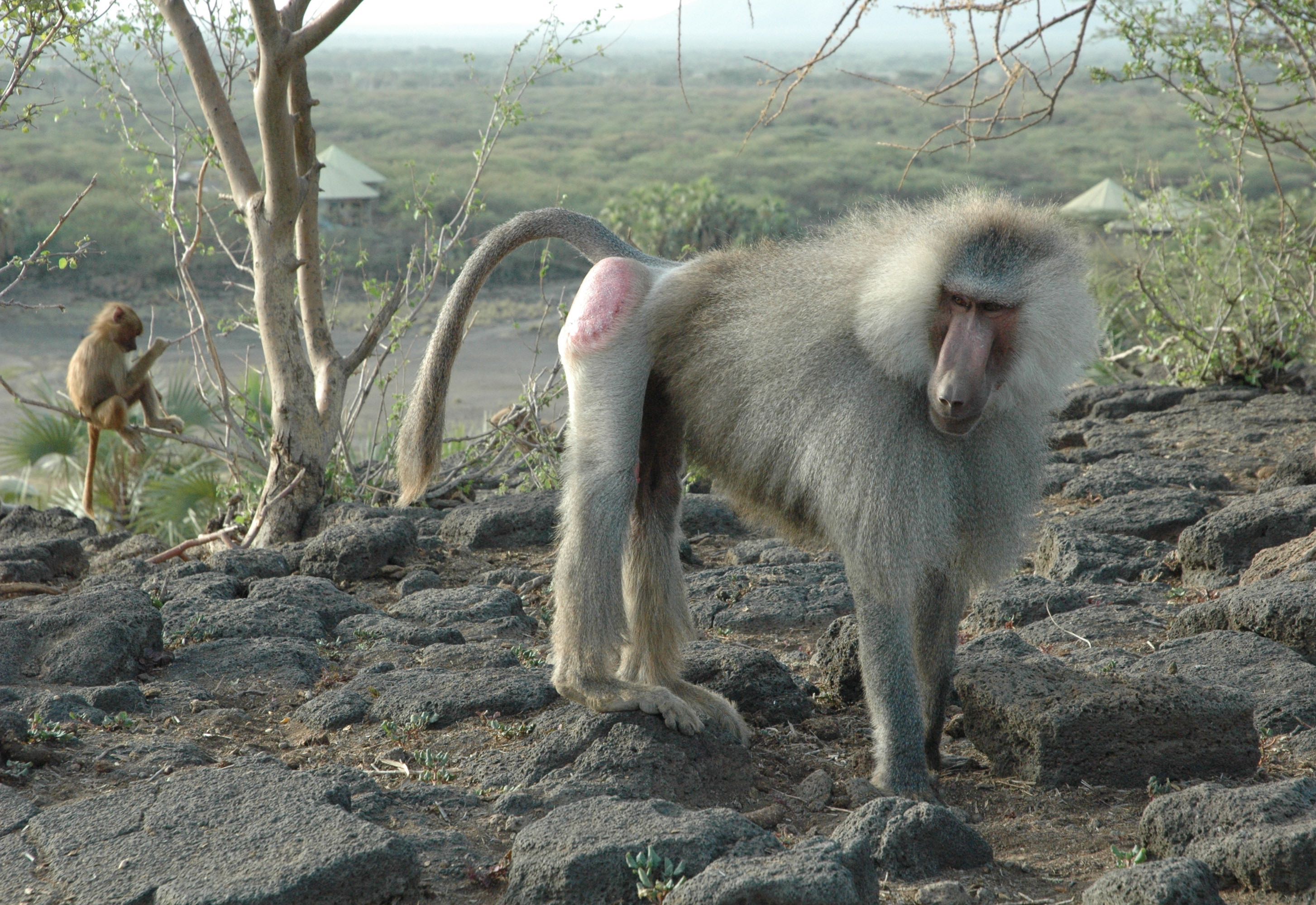 hamadryas baboon male with Filoha camp in background