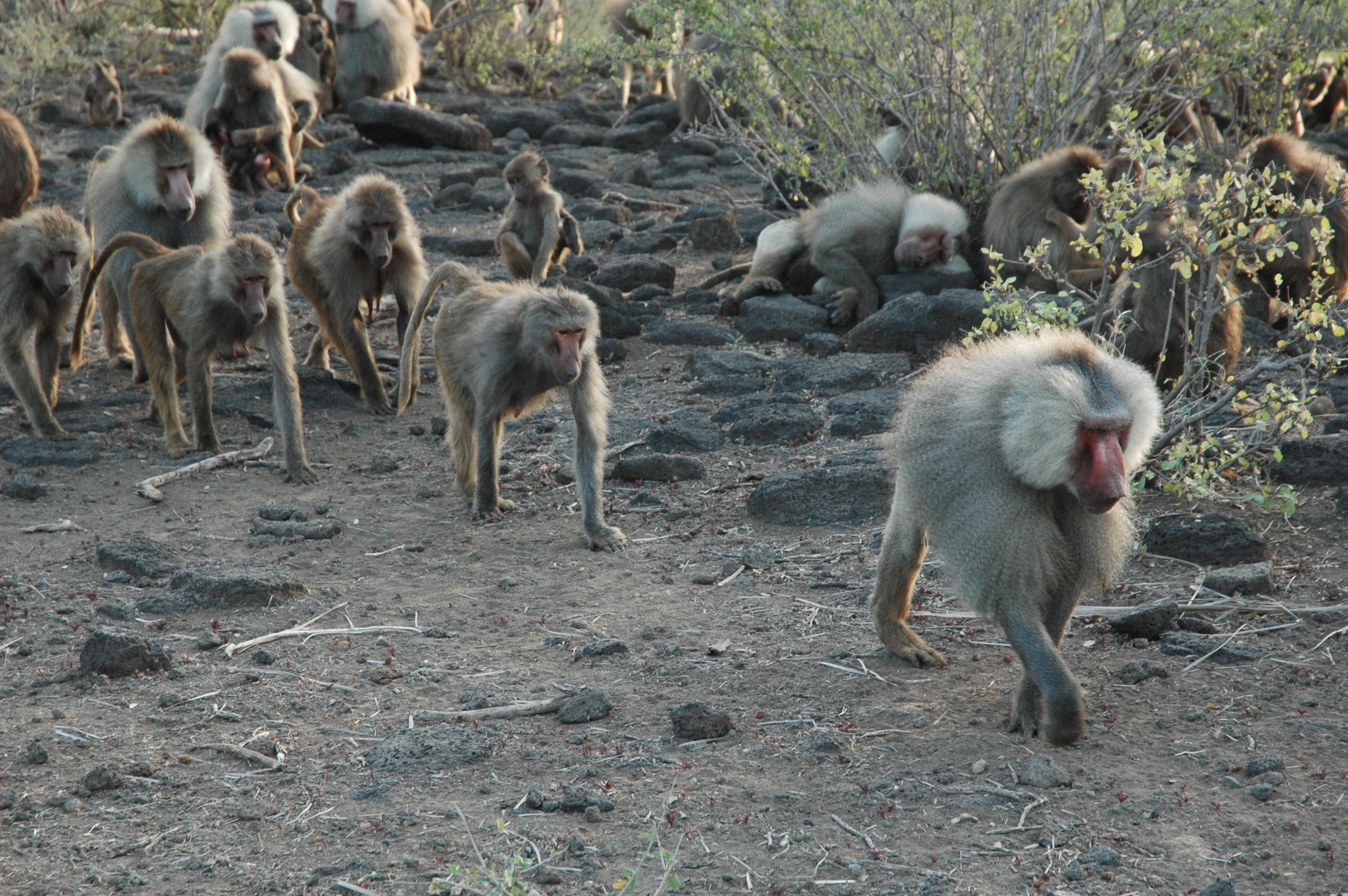 Hamadryas baboons traveling