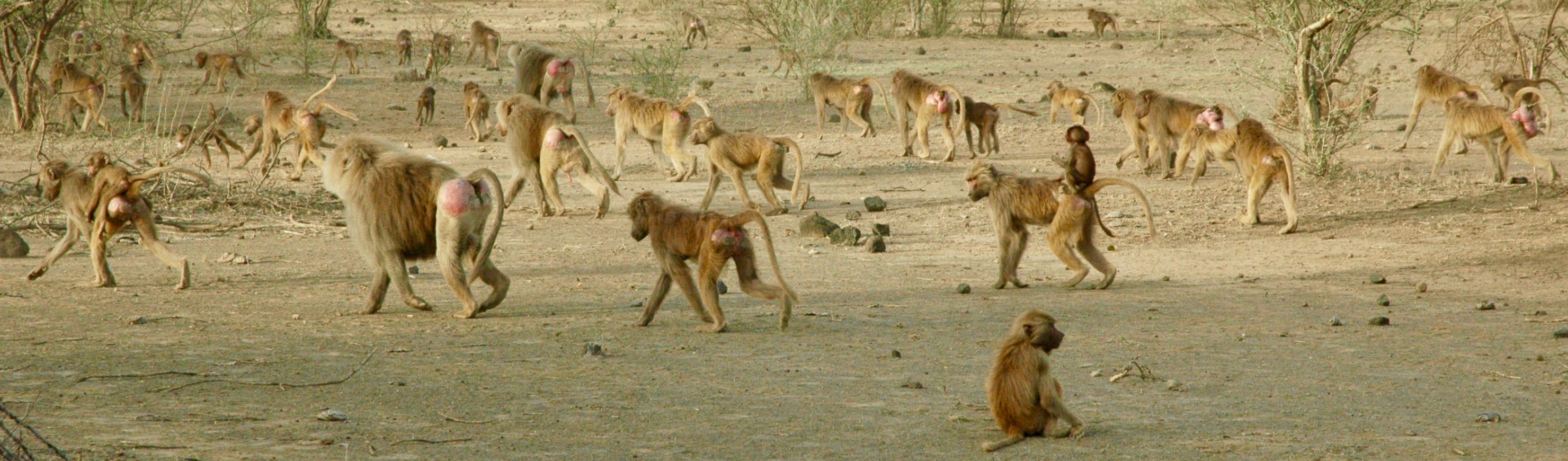baboons walking