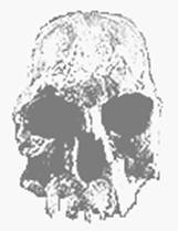 Homo habilis logo